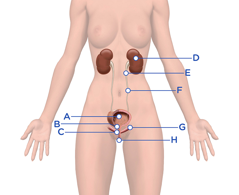 Comment fonctionne l'appareil urinaire ?